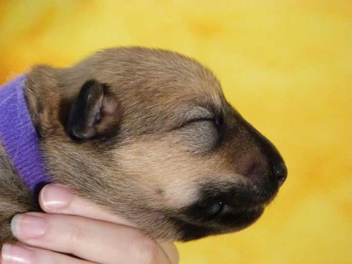 chinook puppy